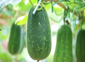 娱乐吃瓜健康养生,健康养生两不误 第2张 娱乐吃瓜健康养生,健康养生两不误 第2张